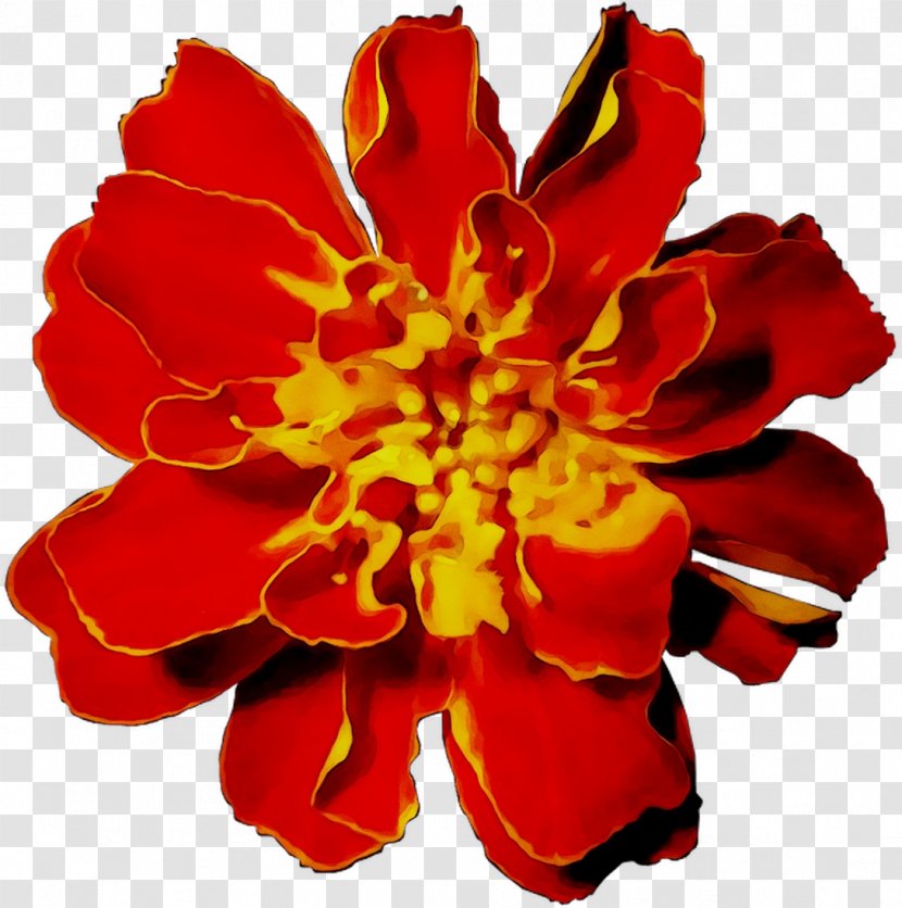 Carnation Annual Plant Herbaceous Cut Flowers Transparent PNG