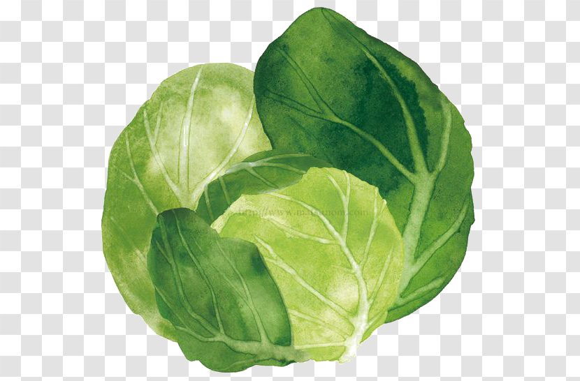 Spring Greens Cabbage Watercolor Painting Vegetable Collard - Herb - Cartoon Transparent PNG