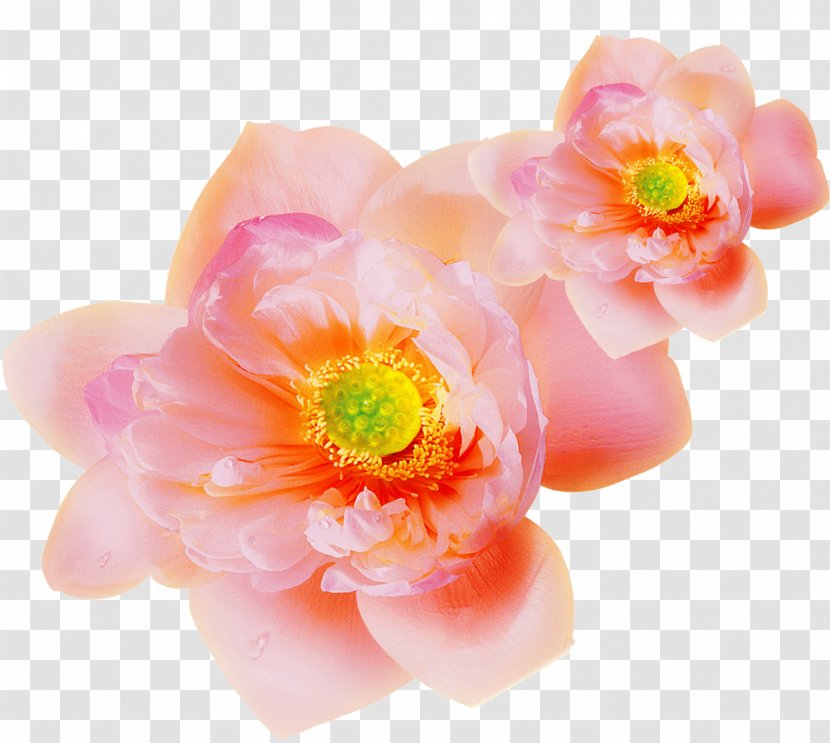 Pink Clip Art - Rose Family - Floral Design Transparent PNG
