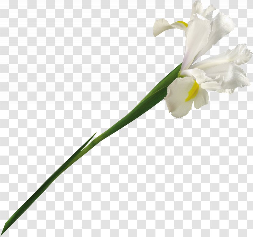 Clip Art - Plant Stem - Flowers Plants Flower Material,Beautifully White Bouquet Transparent PNG