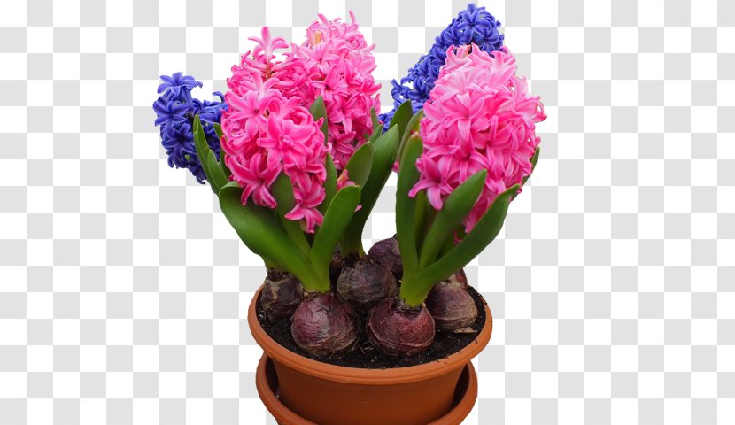 Hyacinth Houseplant Flower Bulb Transparent PNG