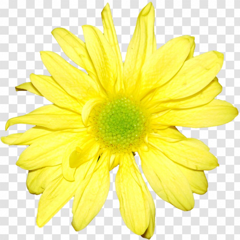 Flower Yellow Chrysanthemum Orange White - Flowers Transparent PNG
