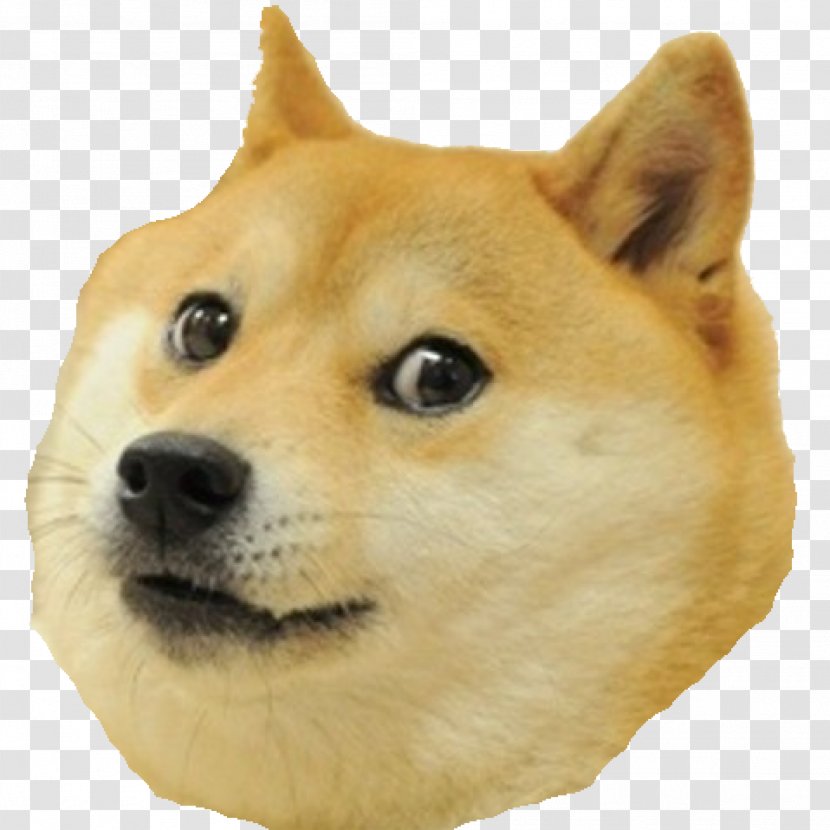 Doge Snake Dogecoin - Mammal Transparent PNG