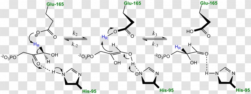 Triosephosphate Isomerase Deficiency Hemolytic Anemia Enzyme - Frame - Tree Transparent PNG