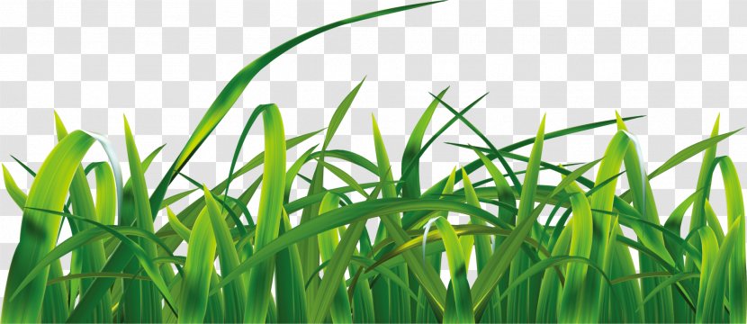 Grasses Sky Euclidean Vector Clip Art - Cloud - Green Grass Transparent PNG