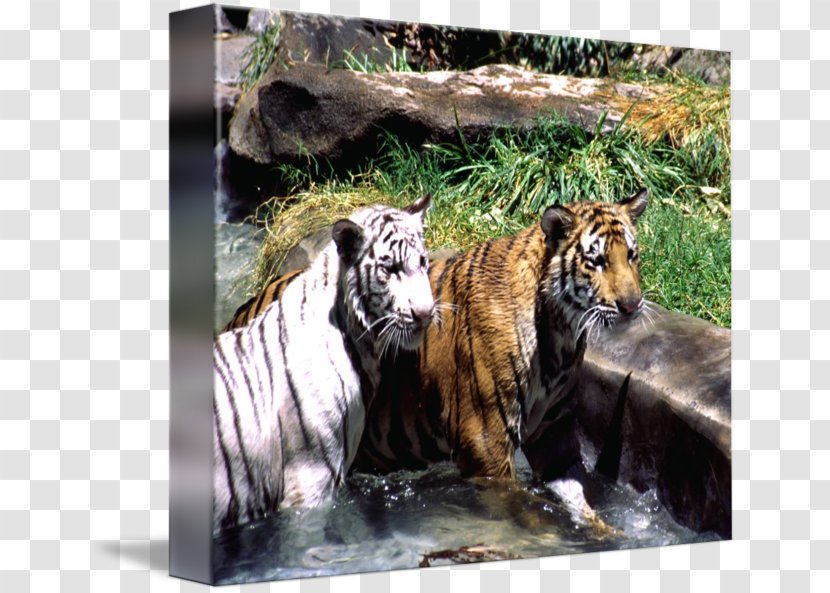 Tiger Cat Wildlife Terrestrial Animal Fauna - Big Cats Transparent PNG