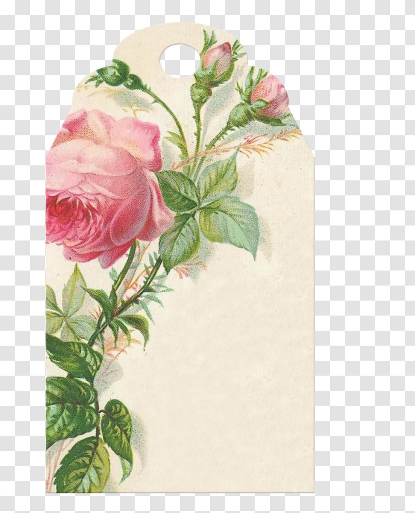 Watercolor Painting Garden Roses Paper - Rosa Centifolia Transparent PNG