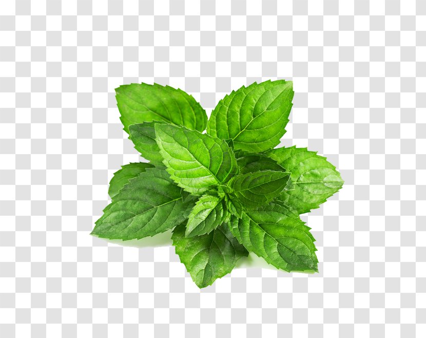 Peppermint Mentha Spicata Leaf Arvensis Green - Spearmint - Mint Transparent PNG