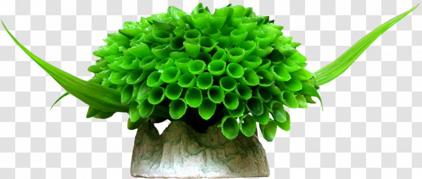 Algae Flora Digital Image - Flowerpot - Coral Transparent PNG