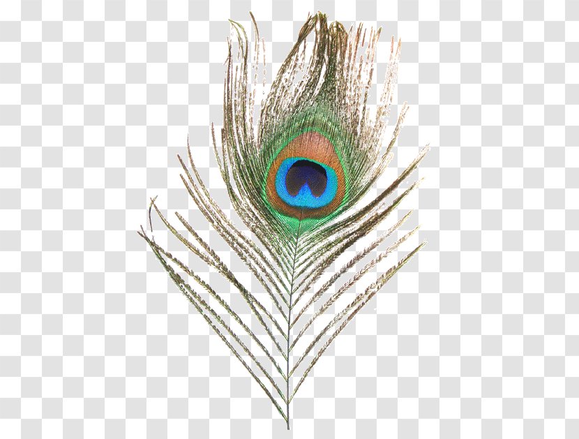 Peafowl Feather Clip Art - Cartoon - Peacock Transparent PNG
