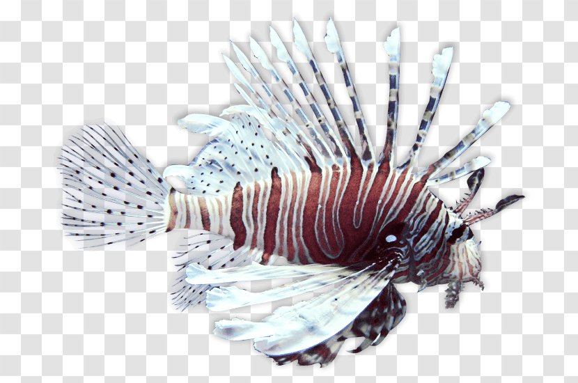Spotfin Lionfish Scorpionfish Peces De Arrecife Coral Fishing - Fish Transparent PNG