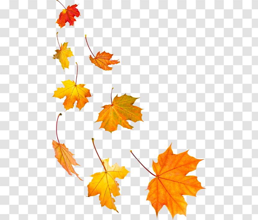 Stock Photography Maple Leaf Autumn Color - Flower Transparent PNG