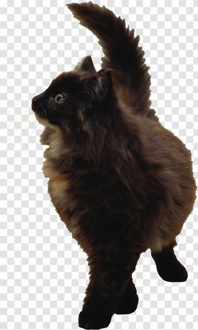 Cat German Spitz Mittel Pomeranian Pet - Dog Breed - Cats Transparent PNG