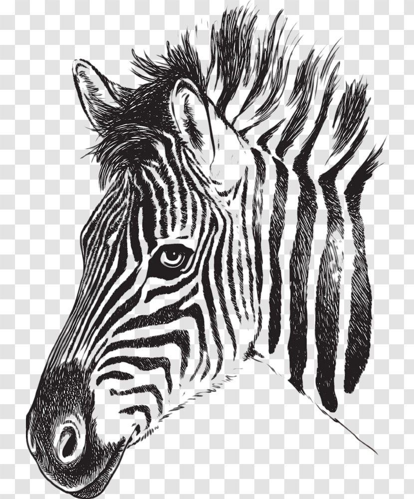 Zebra Drawing Stripe Clip Art - Picture Transparent PNG