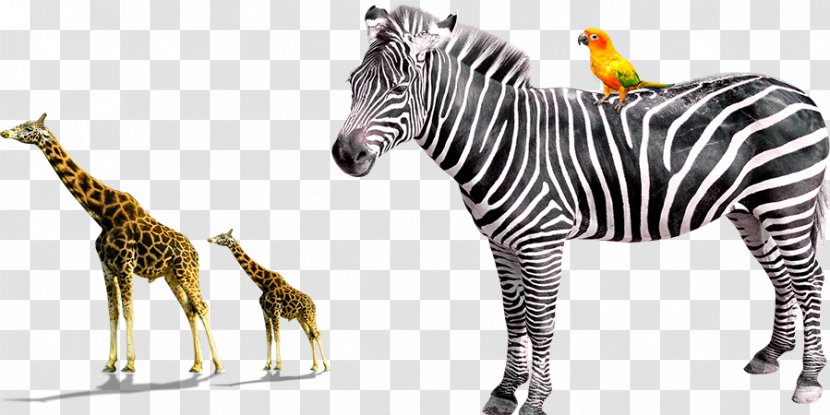 Giraffe Quagga Horses Zebra - Harem - Animal Transparent PNG