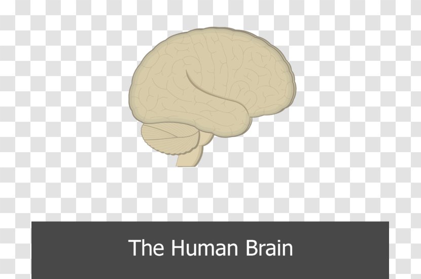 Brain Plane Jaw - Finger Transparent PNG