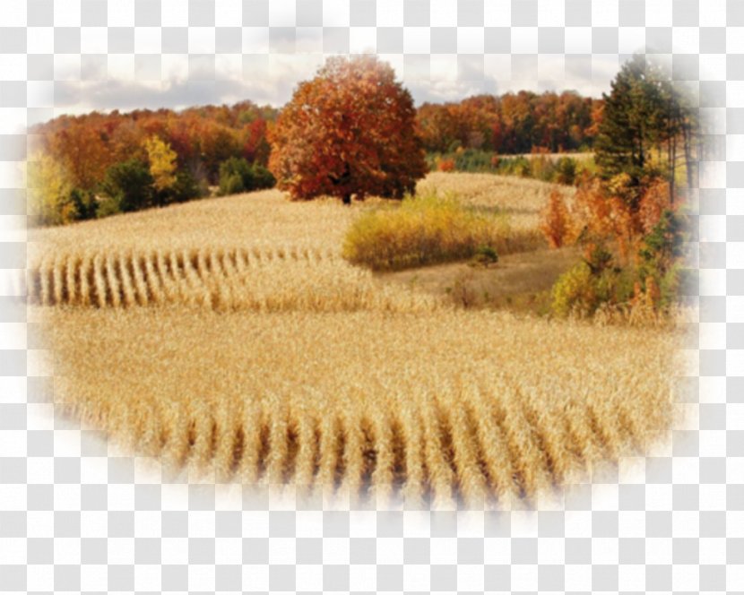 Thirteen Colonies Michigan Farm Image Agriculture - Cereal - Wheat Field Transparent PNG