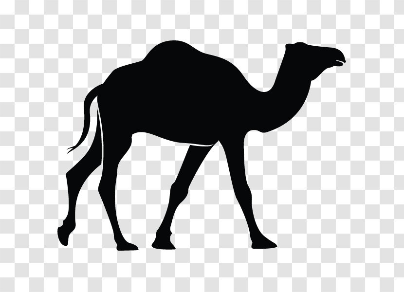 Dromedary Bactrian Camel Clip Art - Symbol Transparent PNG