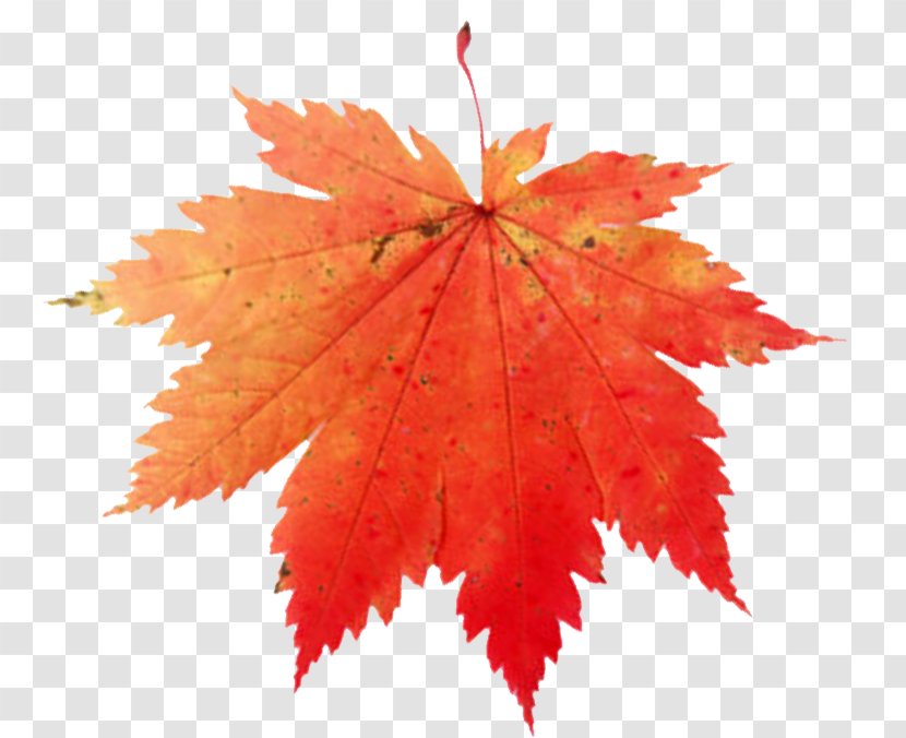 Maple Leaf Canada Clip Art - Stock Photography Transparent PNG