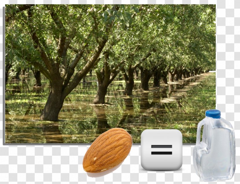 Almond California Tree Irrigation Water - Agriculture Transparent PNG