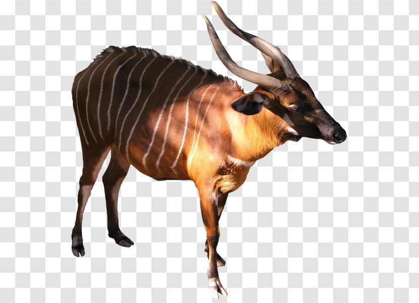 Bongo Kudu Antelope Goat Common Eland - Horn Transparent PNG