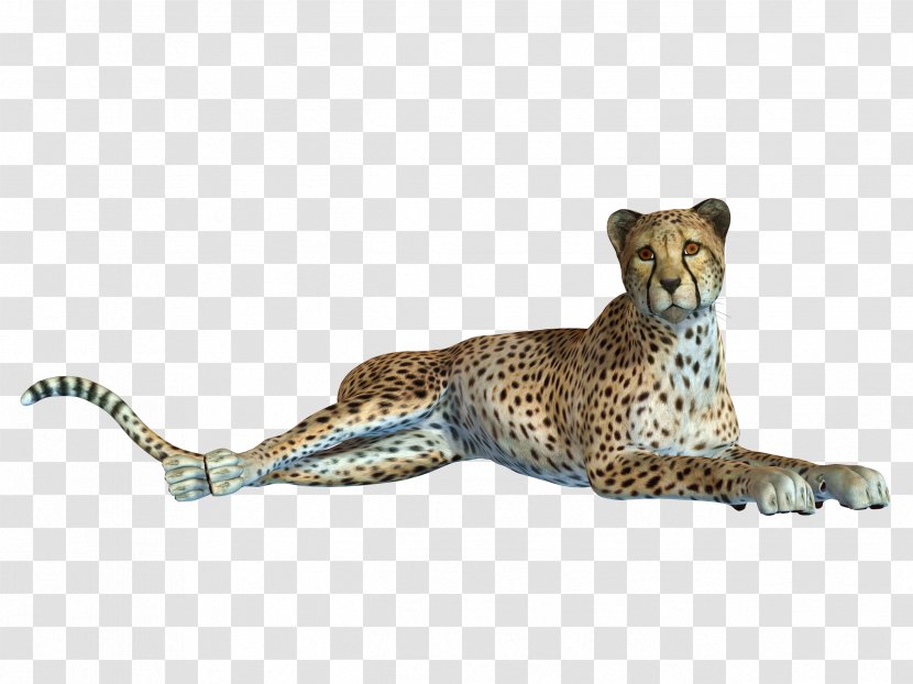 Cheetah Leopard Jaguar Black Panther - Carnivoran - Creative Pull The Tummy Free Transparent PNG