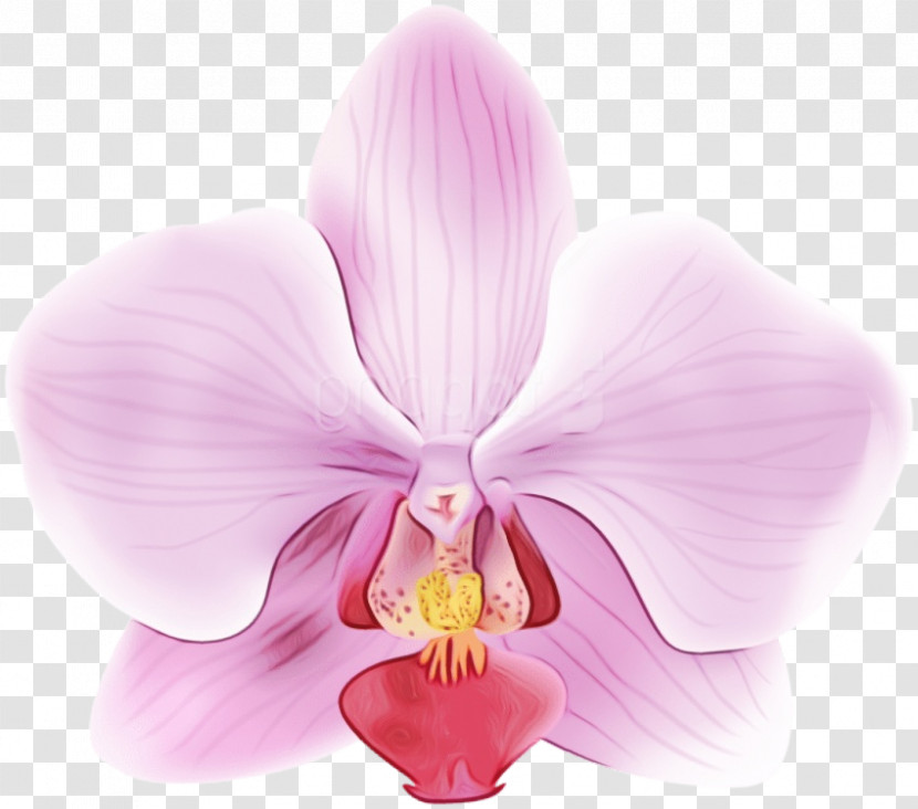 Moth Orchids Flower Violet Petal Cattleya Orchids Transparent PNG