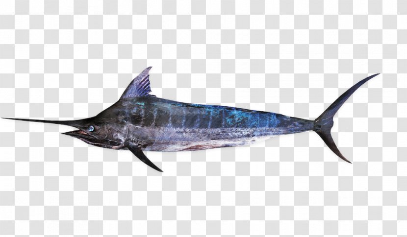 Swordfish Striped Marlin Atlantic Blue Kajikia - Fauna - Indopacific Transparent PNG