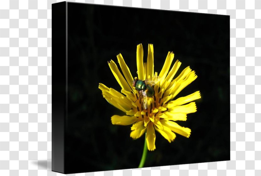 Dandelion Stock Photography Chrysanthemum Wildflower Transparent PNG