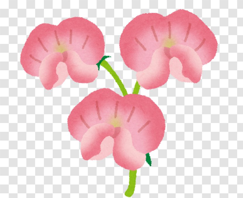 Sweet Pea Illustration Listeria Monocytogenes Hanakotoba Flower - Carnation - Nosegay Transparent PNG