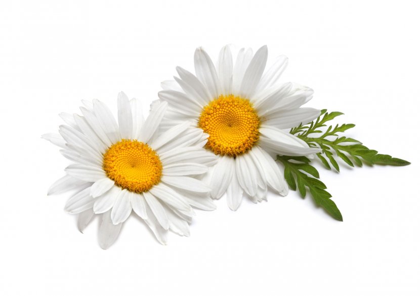 Tea German Chamomile Flower Roman - Marguerite Daisy - Camomile Transparent PNG
