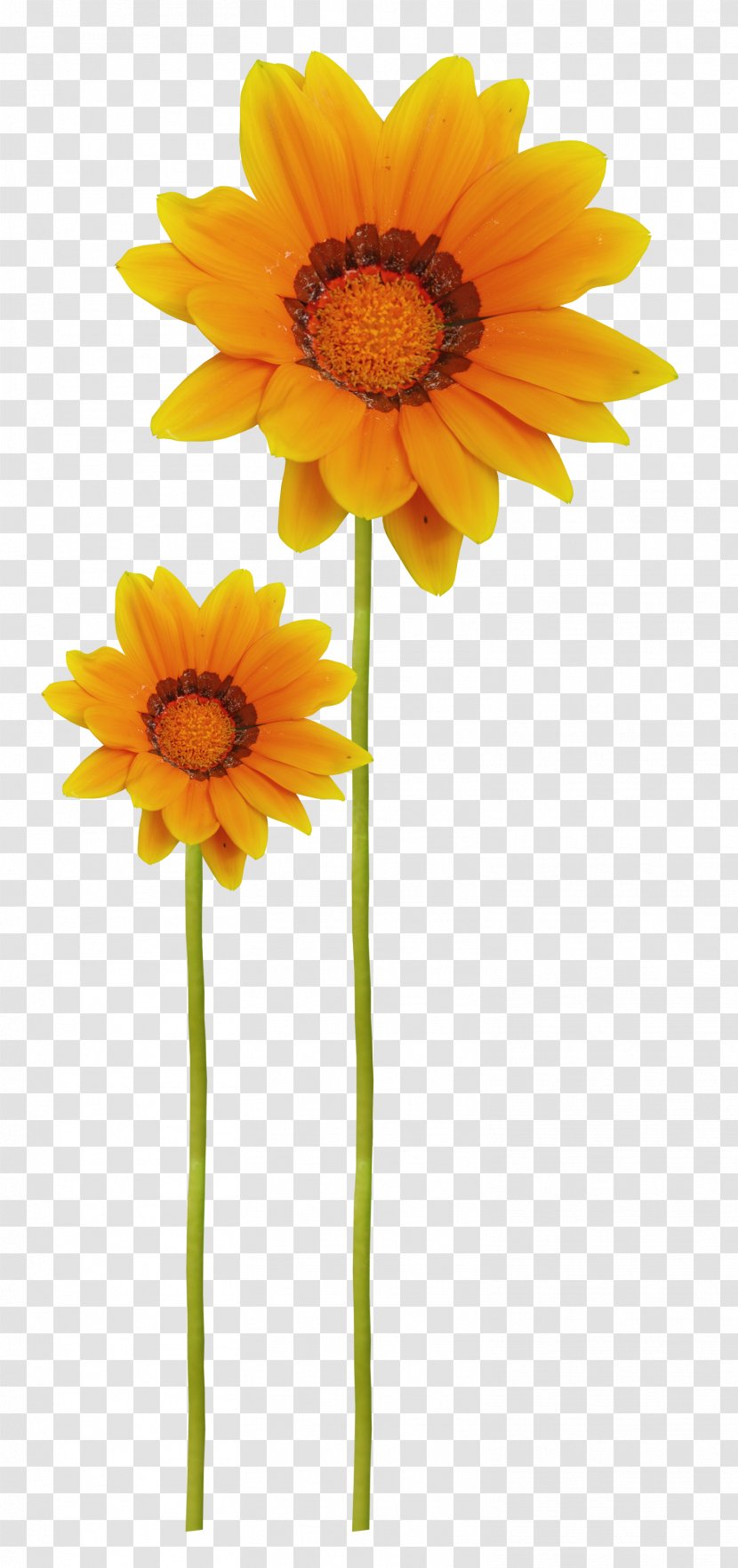 Common Sunflower Raster Graphics Clip Art - Flowering Plant - Flower Transparent PNG