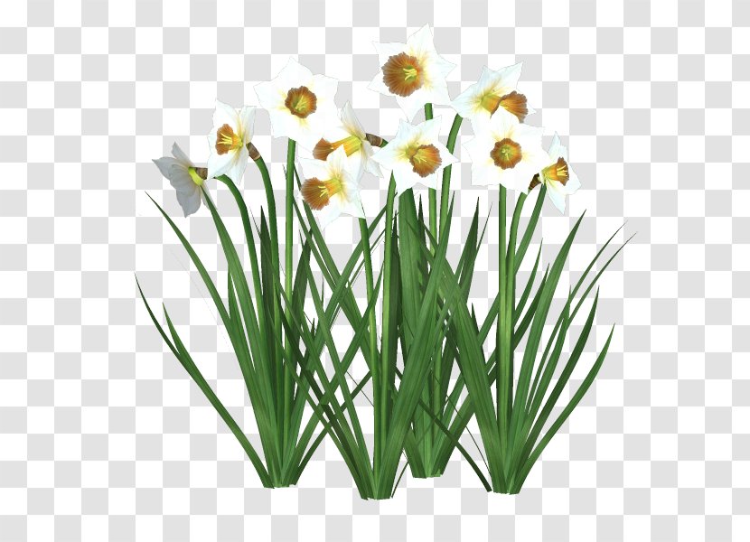 Cut Flowers Floristry Daffodil Tulip - Amaryllis Family - Sn Transparent PNG
