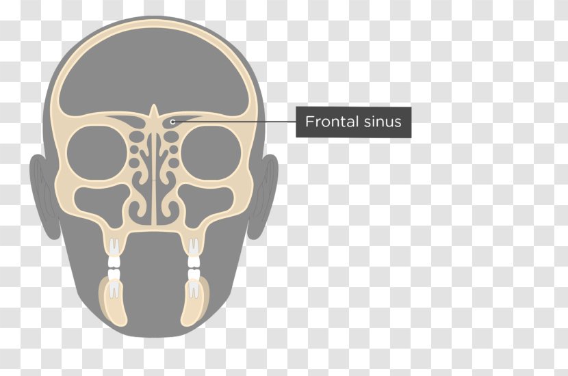 Ethmoid Sinus Bone Paranasal Sinuses Nasal Cavity - Crista Galli - Skull Transparent PNG