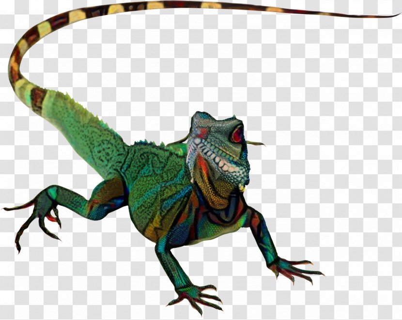 Lizard Chameleons Reptile Komodo Dragon True Geckos - Iguanas - Scaled Reptiles Transparent PNG