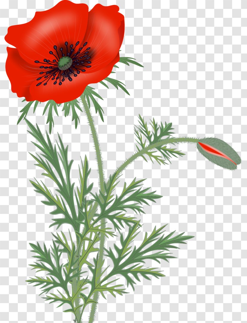 Remembrance Poppy Clip Art Wildflower - Diary - Free Peony Clipart Transparent PNG