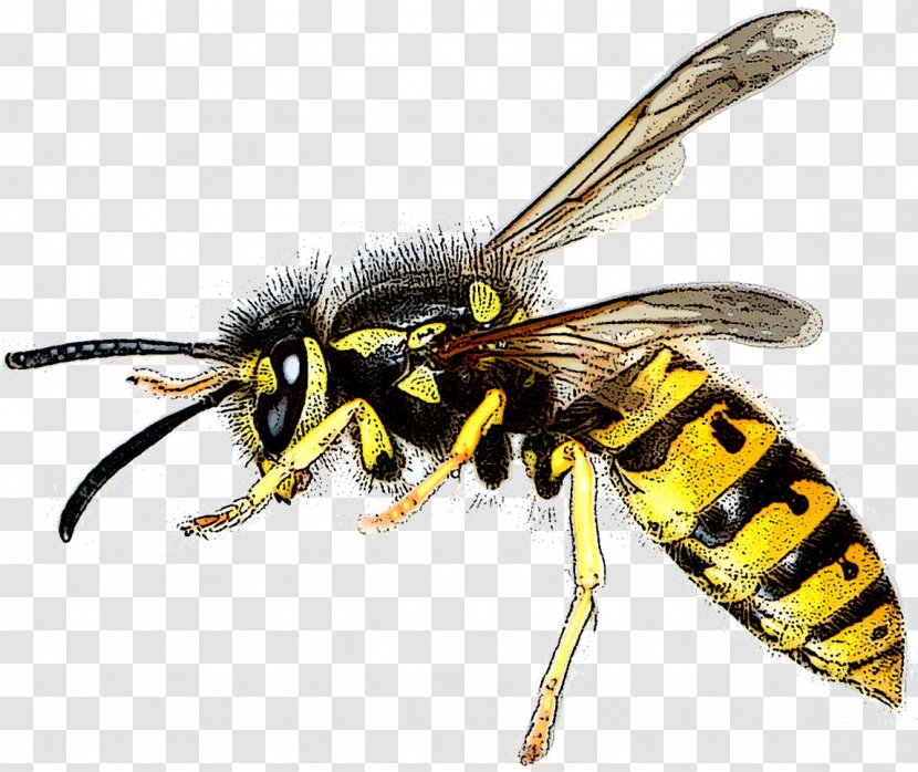 Bee Asian Hornet Wasp Hymenopterans Insect - Invertebrate Transparent PNG