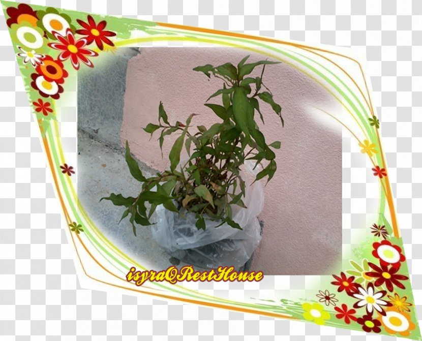 Herb Flowerpot - Plant Transparent PNG