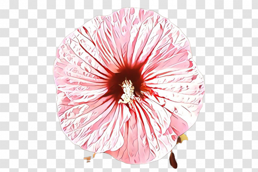 Flower Pink Petal Plant Hibiscus Transparent PNG