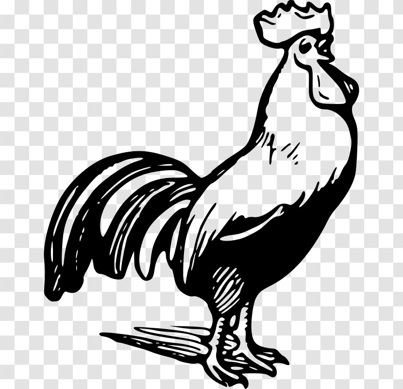 Chicken Rooster Black And White Clip Art - Water Bird - Outline Transparent PNG
