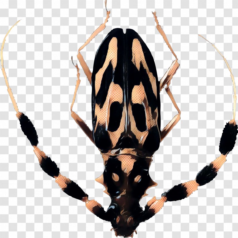 Insect Pest - Invertebrate - Arachnid Transparent PNG