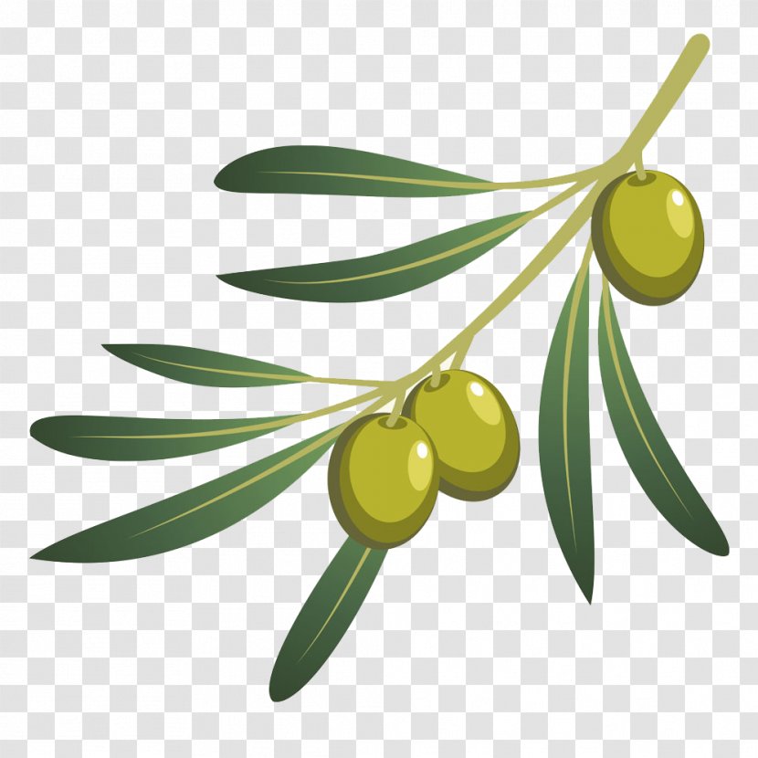 Olive Oil Branch - Food - Olives Transparent PNG
