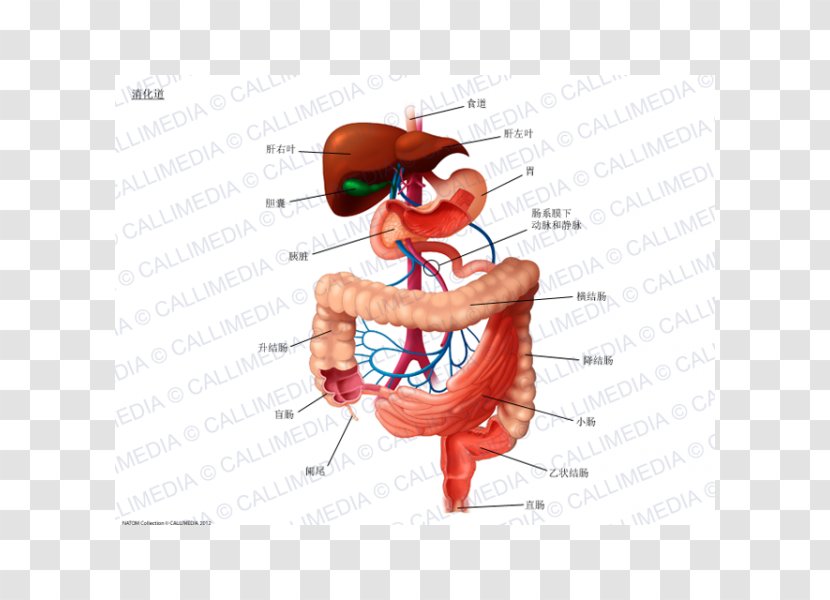 Digestion Human Digestive System Gastrointestinal Tract Anatomy - Frame Transparent PNG