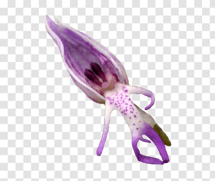 Flowering Plant - Orchid Transparent PNG