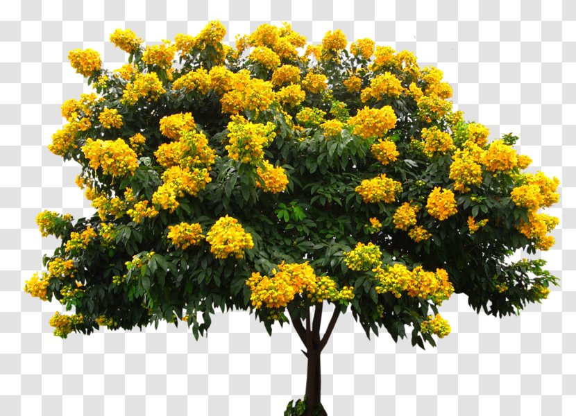 Senna Spectabilis Macranthera Golden Shower Tree Hebecarpa Glycoside - Flower - Mimosa Transparent PNG