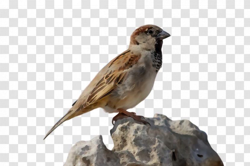 Bird Sparrow House Beak Finch - Woodpecker - Lark Transparent PNG