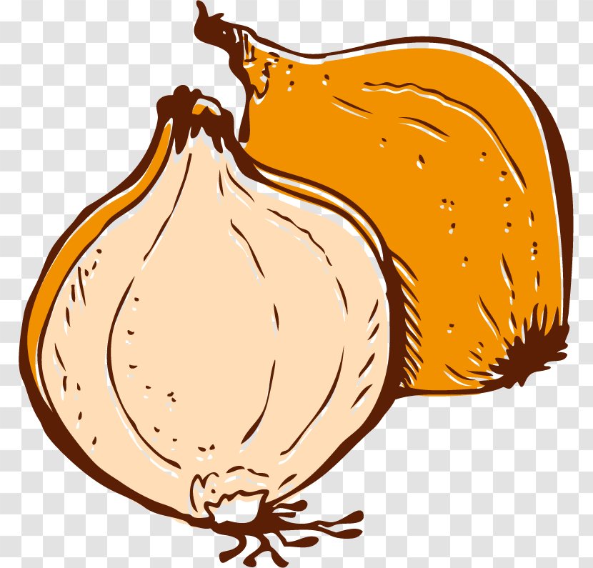 Onion Vegetable Euclidean Vector - Drawing - Sketch Material Transparent PNG