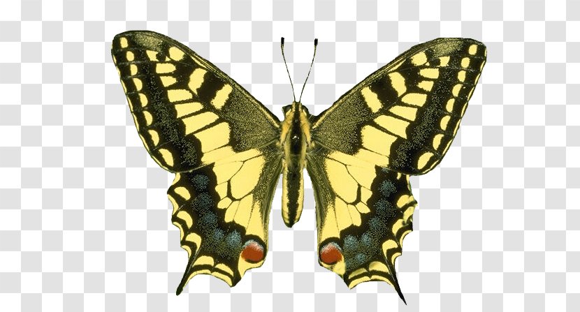 Butterfly Insect Small Tortoiseshell Mourning Cloak Clip Art - Old World Swallowtail Transparent PNG