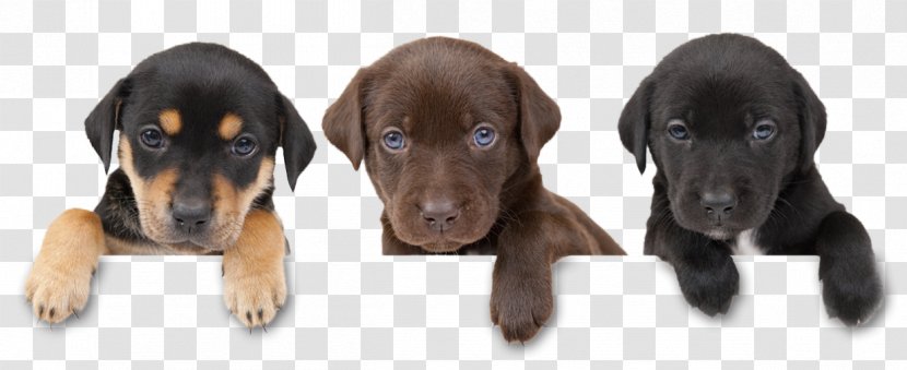 Dog Puppy Cat Pet Veterinarian - Dogs Transparent PNG