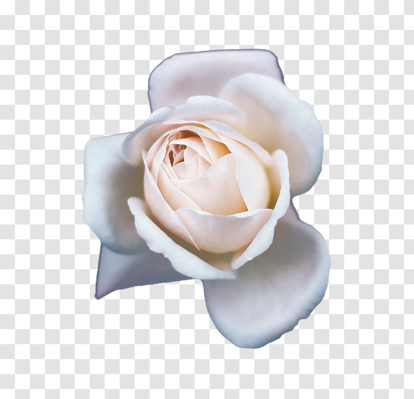 Champagne Garden Roses Beach Rose Flower - In Full Bloom Transparent PNG
